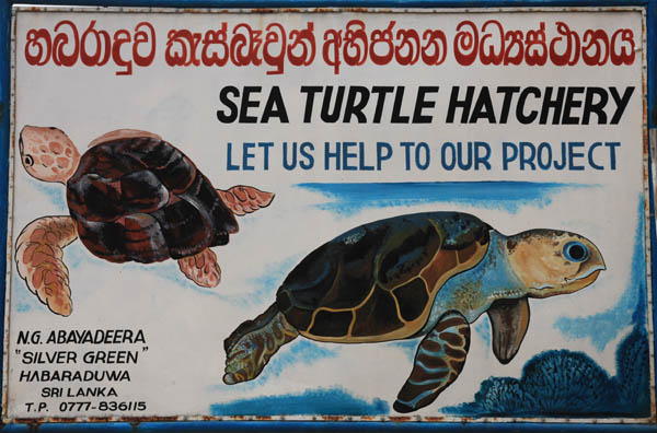 Turtle Hatchery